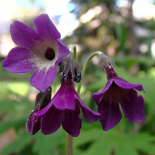 Primula Alpicola Violacea