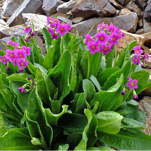 Primula Parryi