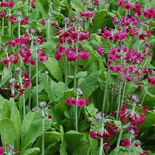 Primula Pulverulenta