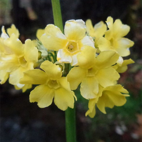 Primula Smithiana
