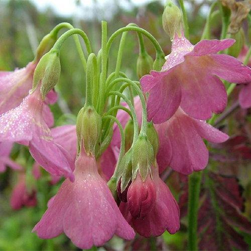 Primula Waltonii