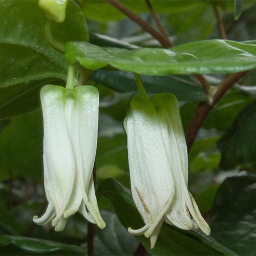 Prosartes Smithii