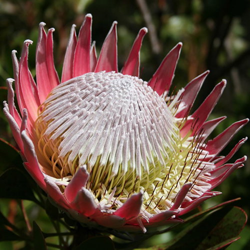 Protea Cynaroides