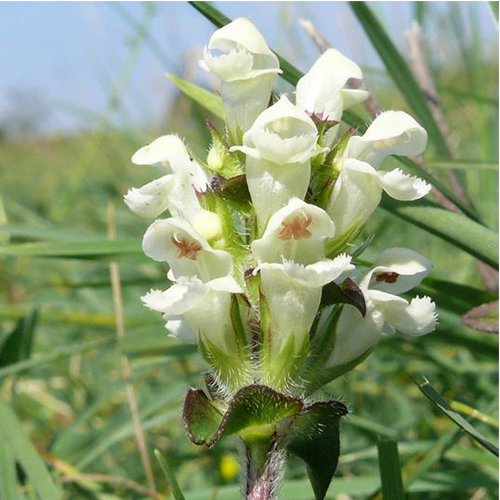 Prunella Laciniata