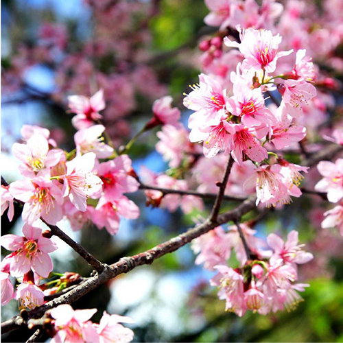Prunus Cerasoides Pink