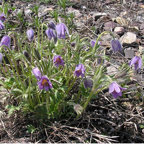 Pulsatilla Dahurica