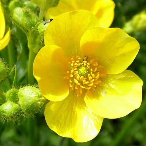 Ranunculus Cortusifolius