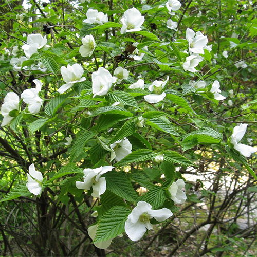 Rhodotypos Scandens