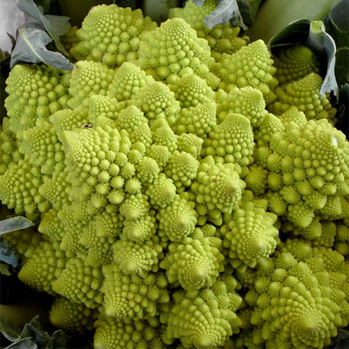 Romanesco