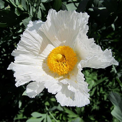 Romneya Coulteri