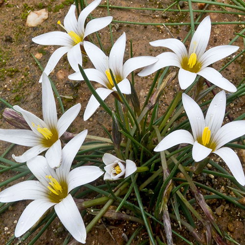 Romulea Bulbocodium Album