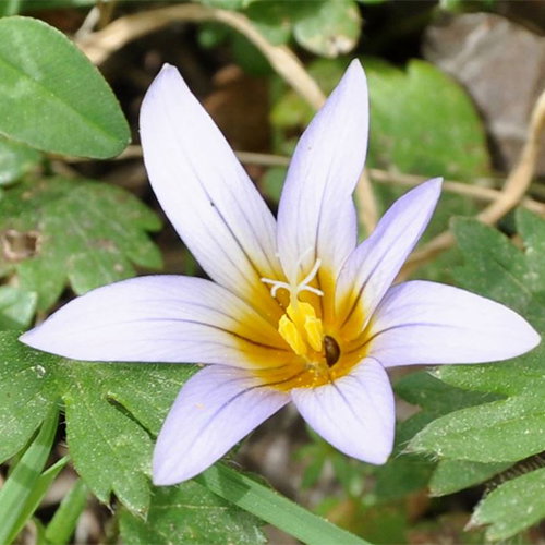 Romulea Nivalis