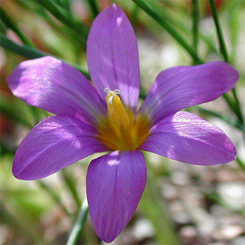 Romulea Requienii