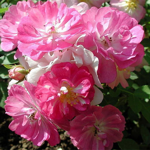 Rosa Chinensis Angel Wings