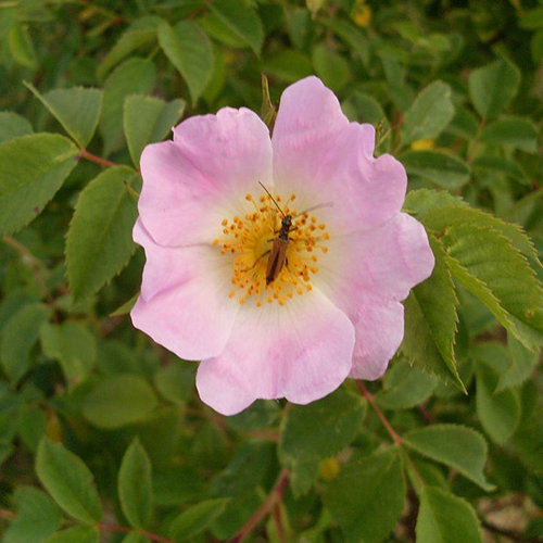 Rosa Dumalis