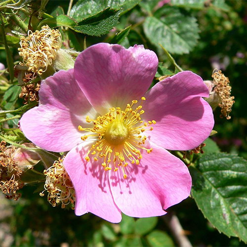 Rosa Rubiginosa