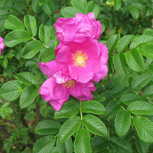 Rosa Rugosa