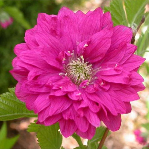 Rubus Spectabilis Fl Pl