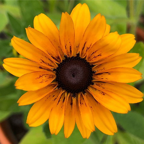 Rudbeckia Hirta Marmelade
