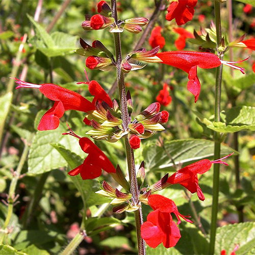 Salvia Coccinea