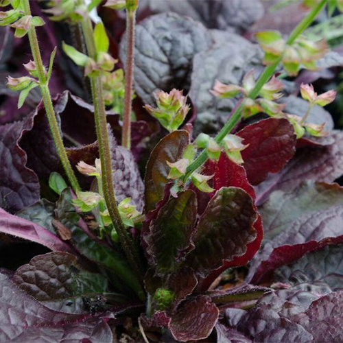 Salvia Lyrata Purple Knockout