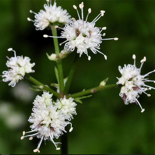 Sanicula Europaea