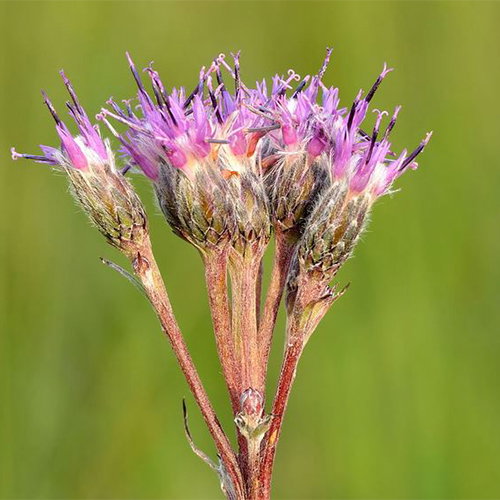 Saussurea Nepalensis