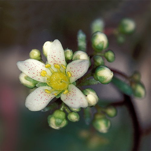 Saxifragapaniculata