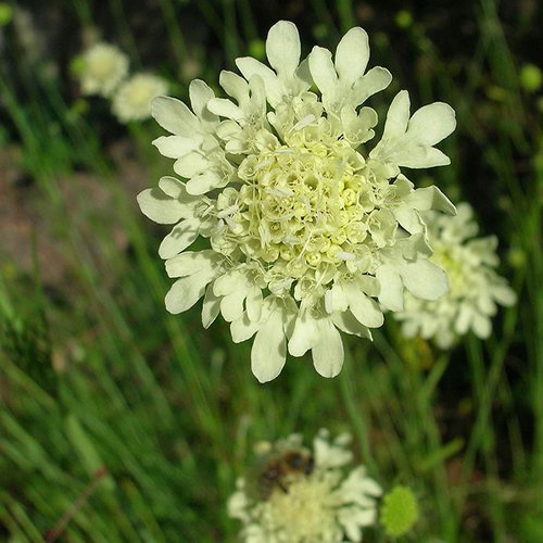 Scabiosa Columbaria Ochroleuca