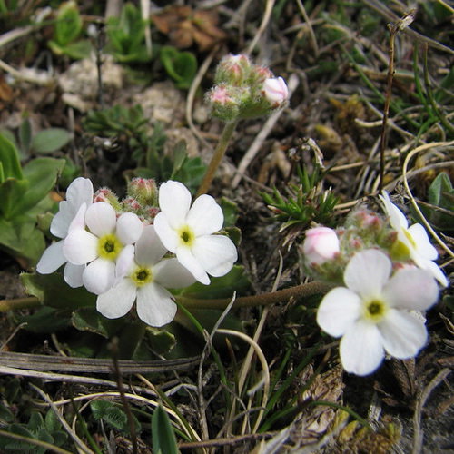 Androsace Albana