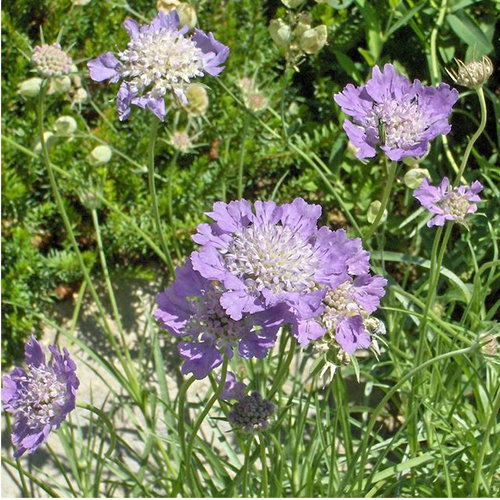 Scabiosa Graminifolia