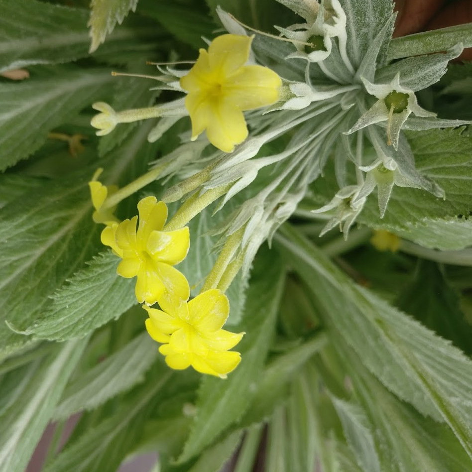 Primula Verticillata