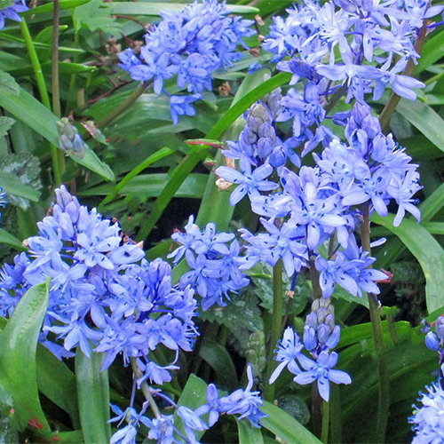 Scilla Bithynica