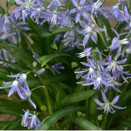 Scilla Cilicica