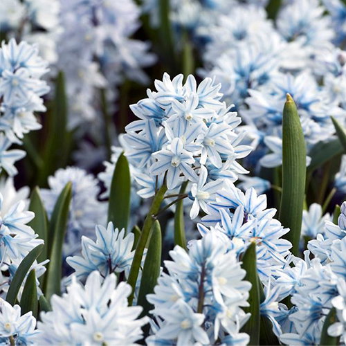 Scilla Libanotica