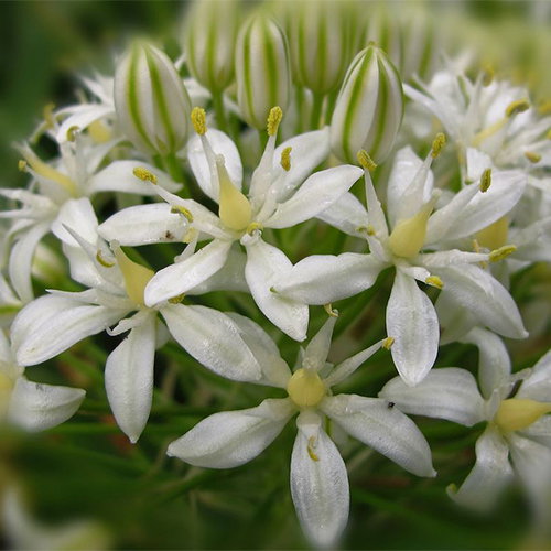 Scilla Peruviana Alba
