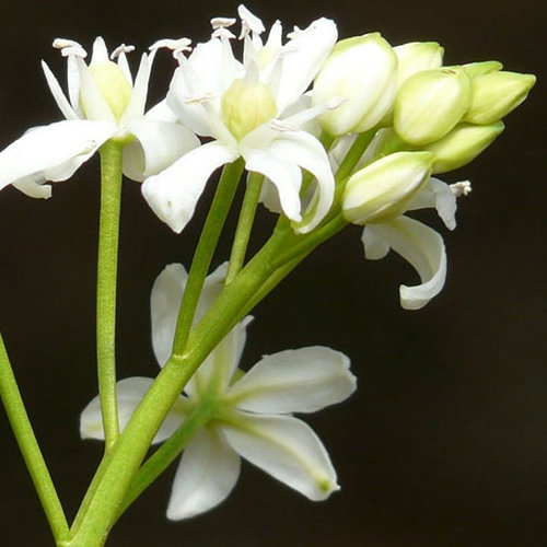 Scilla Siberica Alba