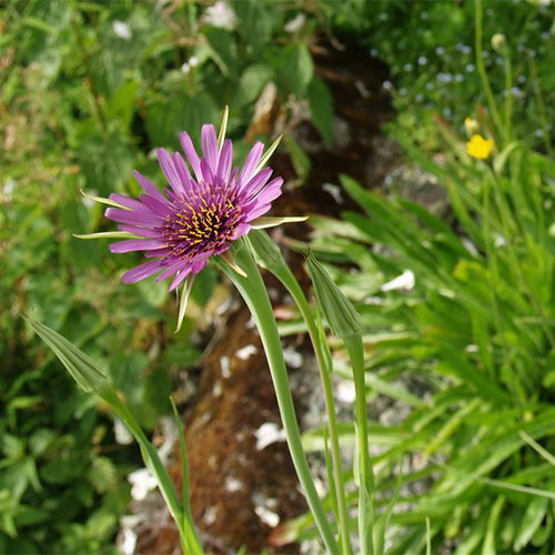 Scorzonera Suberosa Cariensis