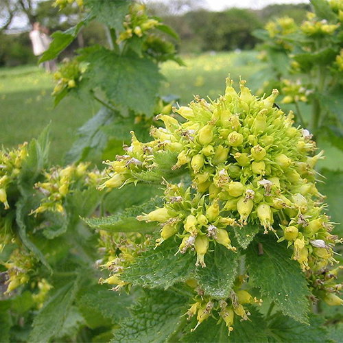 Scrophularia Vernalis