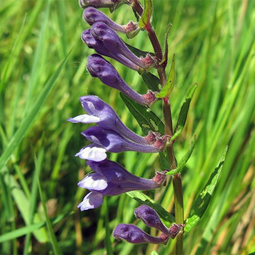 Scutellaria Hastifolia