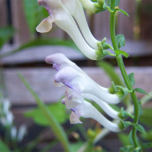 Scutellaria Tournefortii
