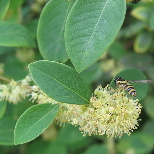 Securinega Suffruticosa