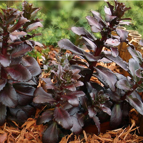 Sedum Postmans Pride