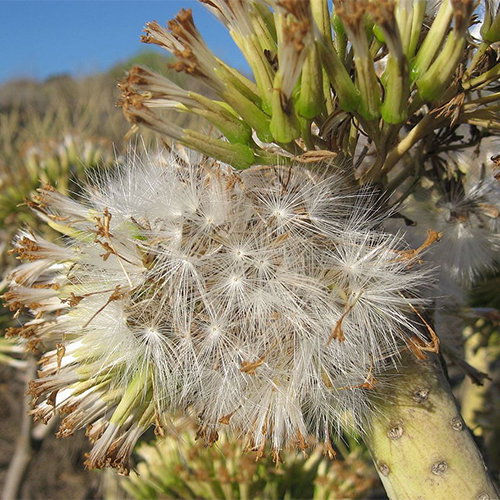 Senecio Kleinia
