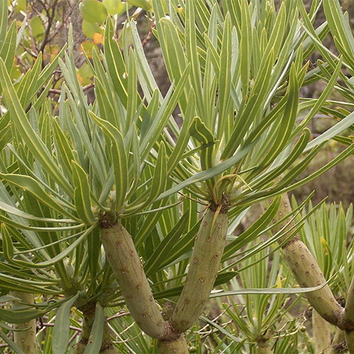 Senecio Kleinia