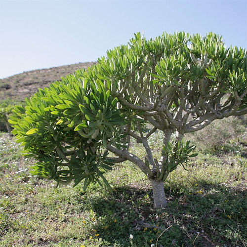 Senecio Kleinia