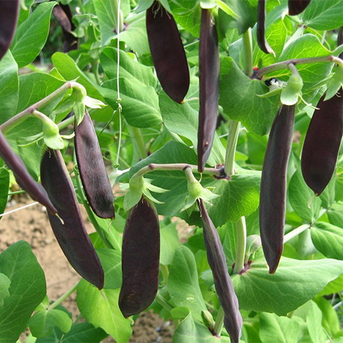 Shiraz