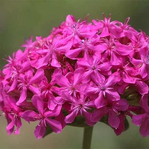 Silene Compacta