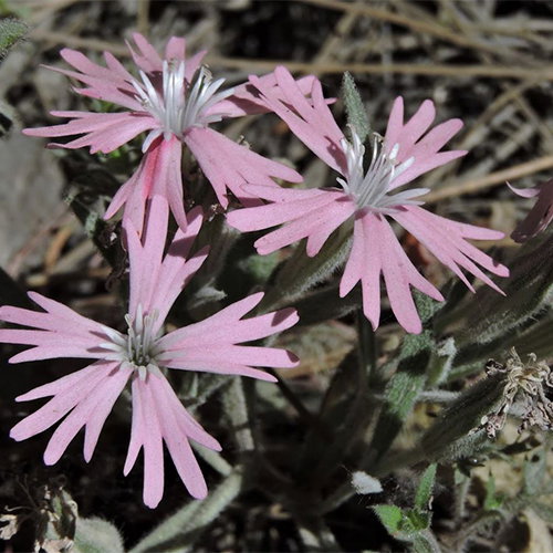 Silene Hookeri