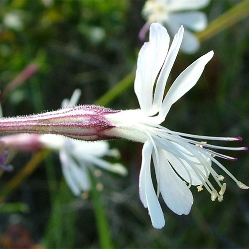 Silene Italica